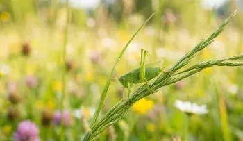 Які особливості цих видів комах знайшли відображення у творі? Доберіть світлини або намалюйте їх